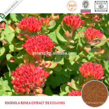 Rhodiola Rosea Rosavins 1% ~ 15% Graines de Rhodiola Rosea